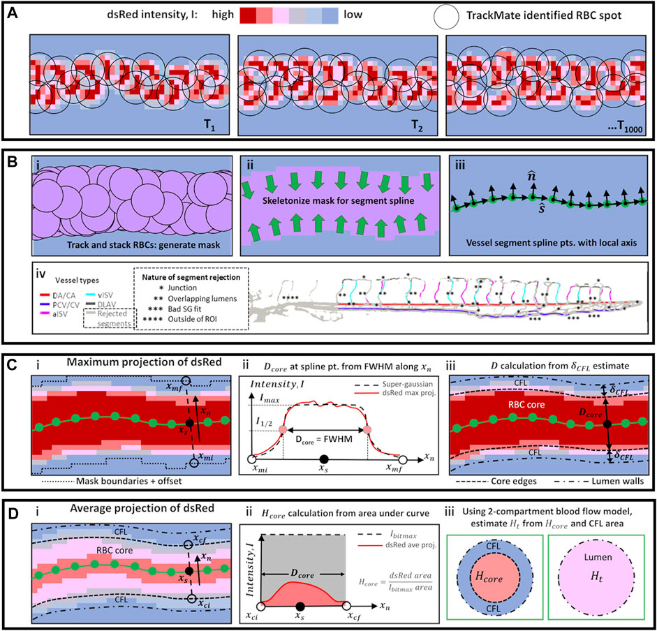 High-Throughput Imaging of Blood Flow Reveals Developmental Changes in Distribution Patterns of Hemodynamic Quantities in Developing Zebrafish